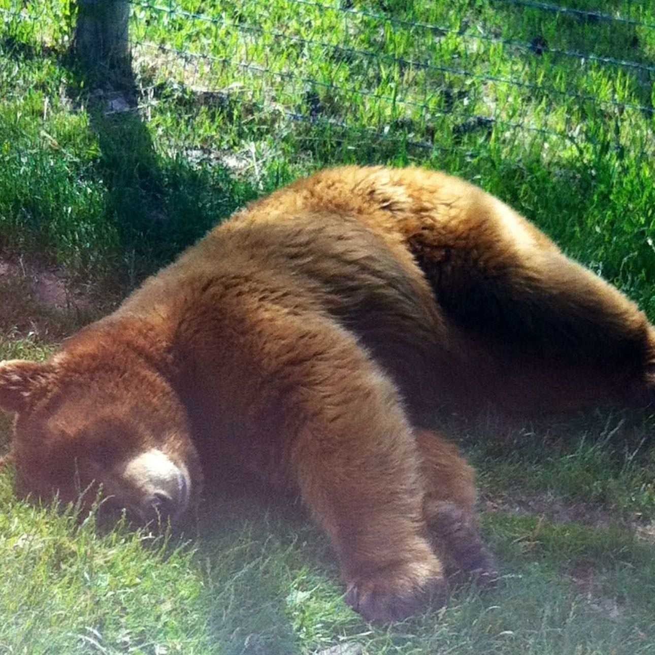 Brown bears