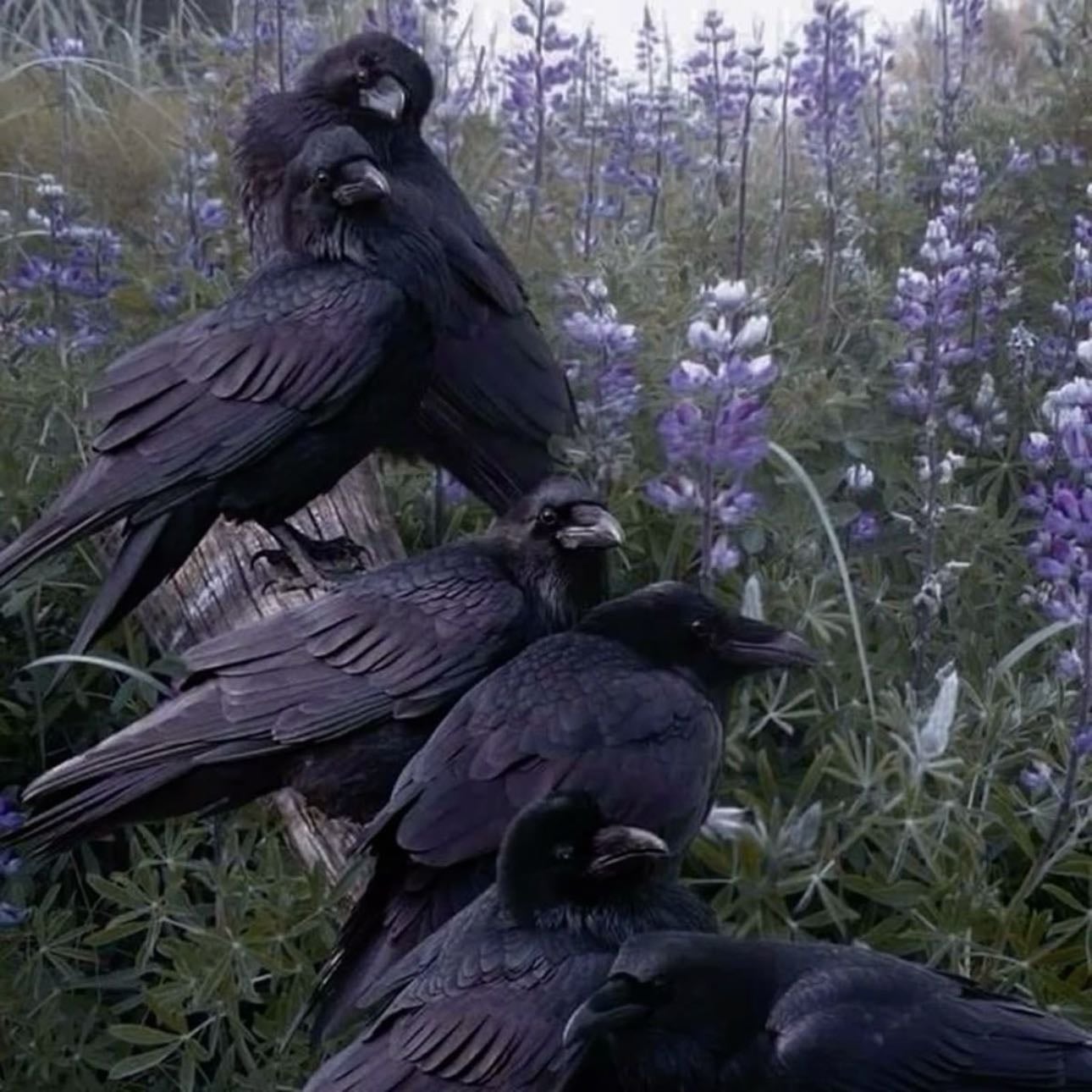 Crows