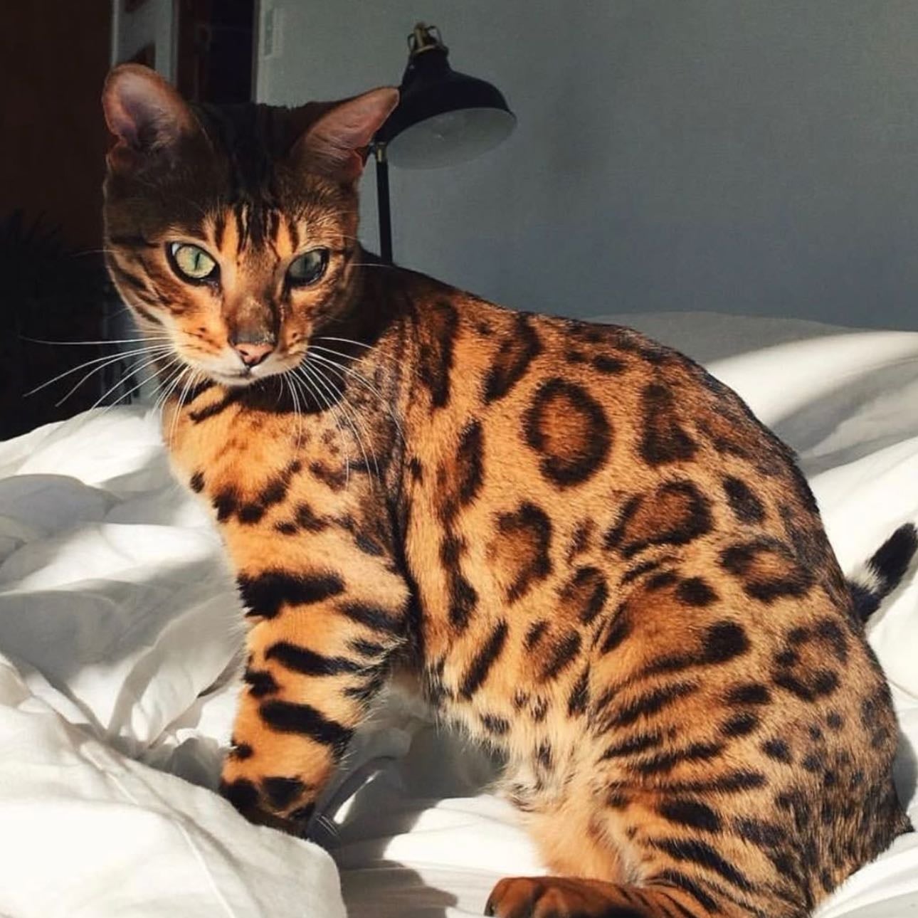 Bengal cats