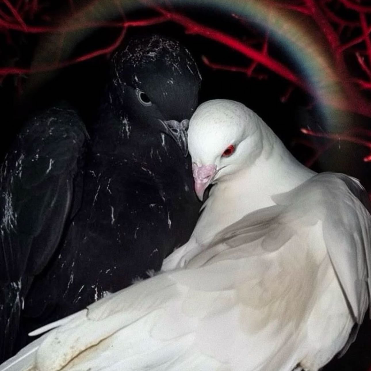 Black & white pigeons