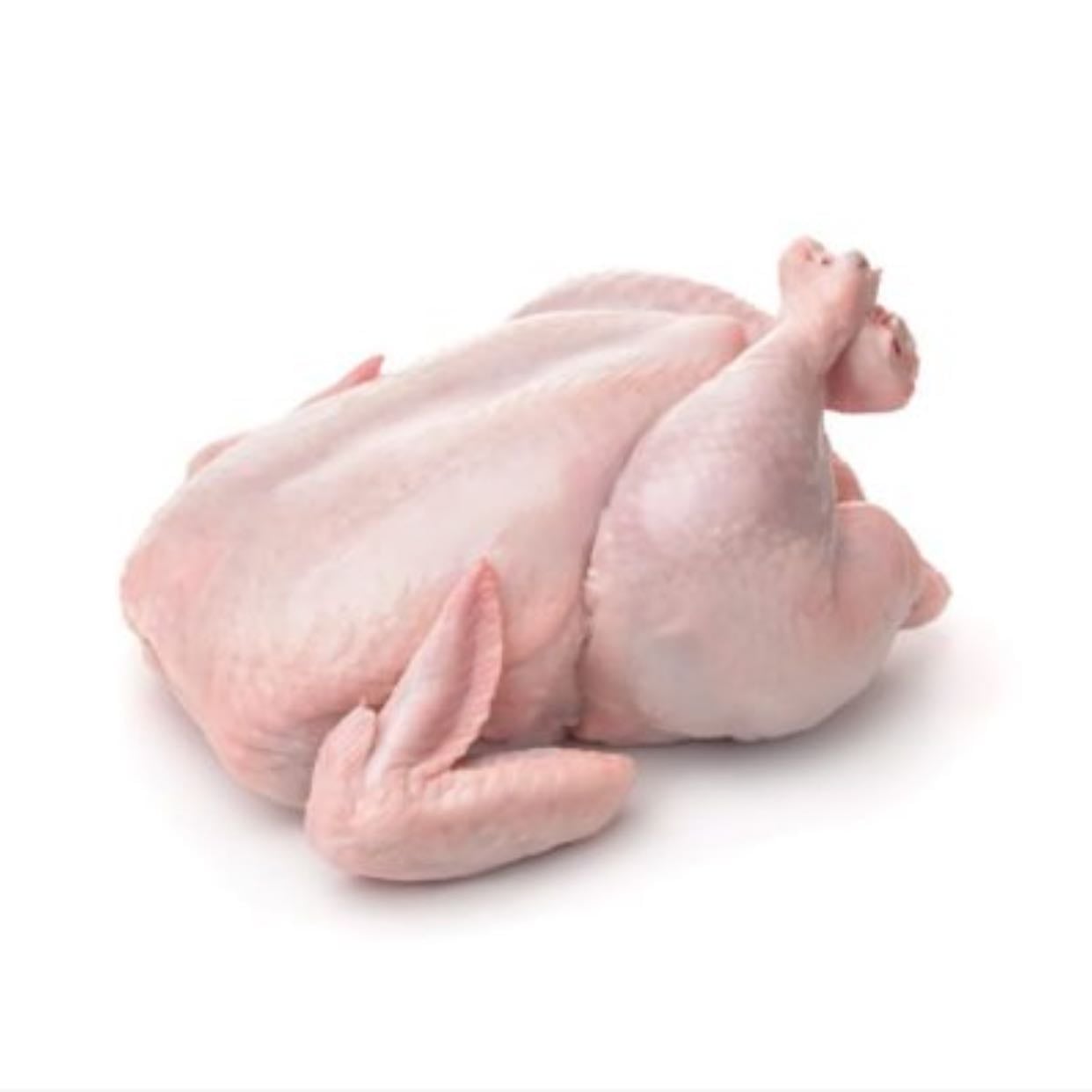 Pollo