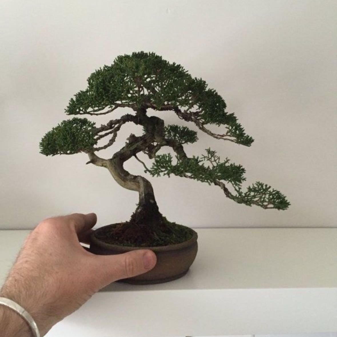 bonsai
