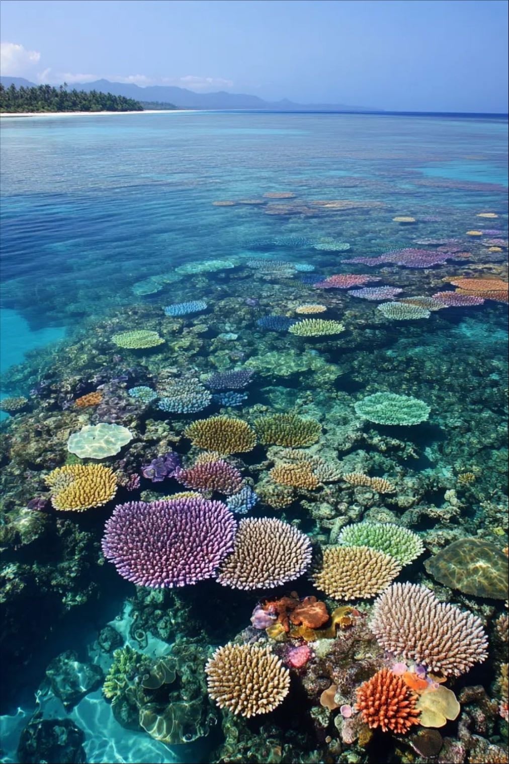 Scuba Dive in Great Barrier Reef - Explore the world’s largest coral reef system.