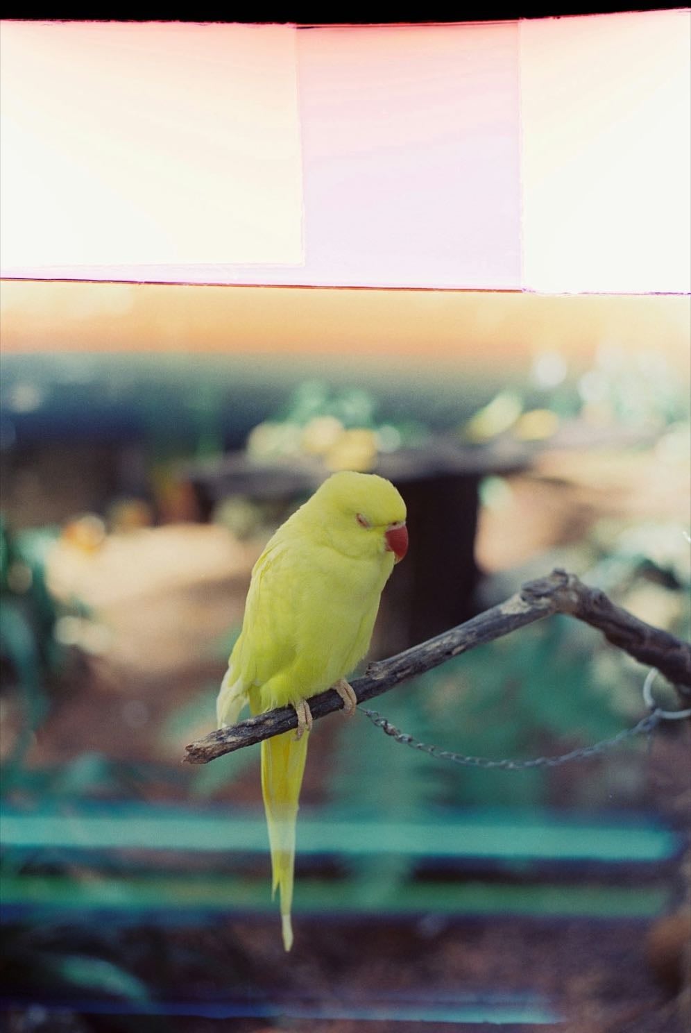 Go birdwatching - in your garden or on a walk, see how many different species of bird you can find