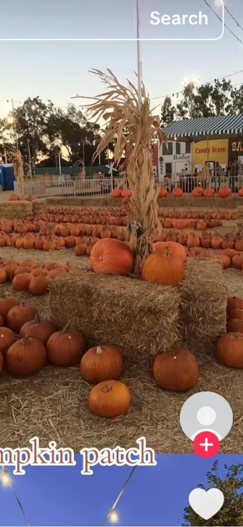 pumpkin patch