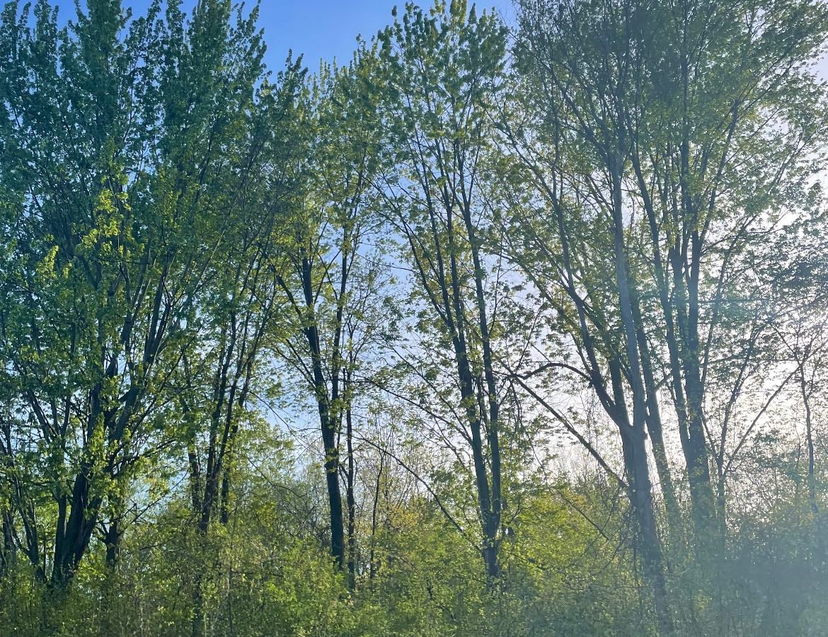 spring music