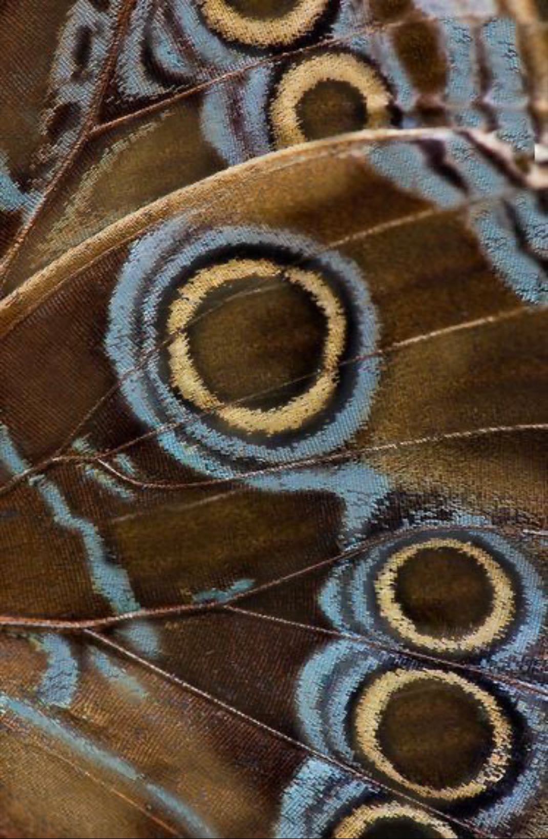 brown & blue colour combo