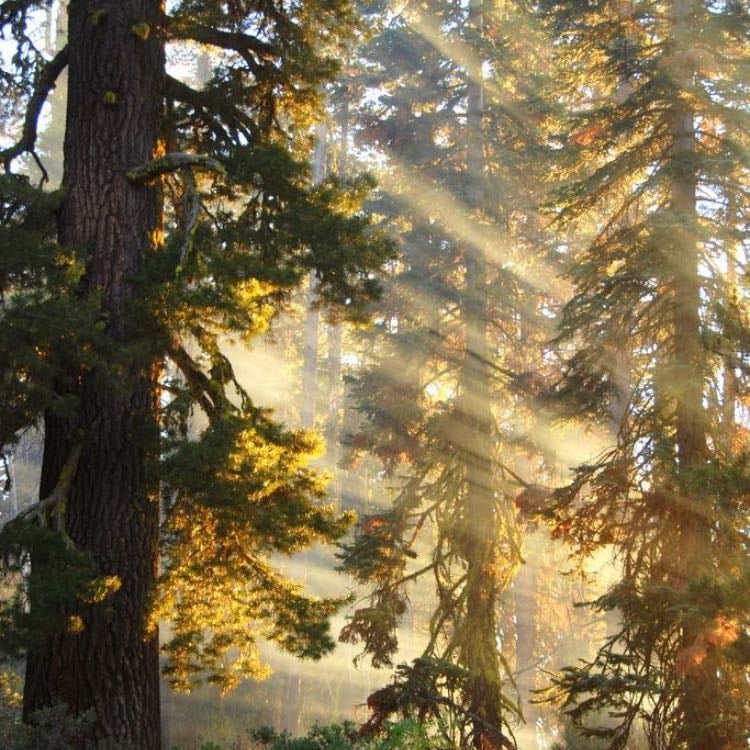 Sunlight going through trees