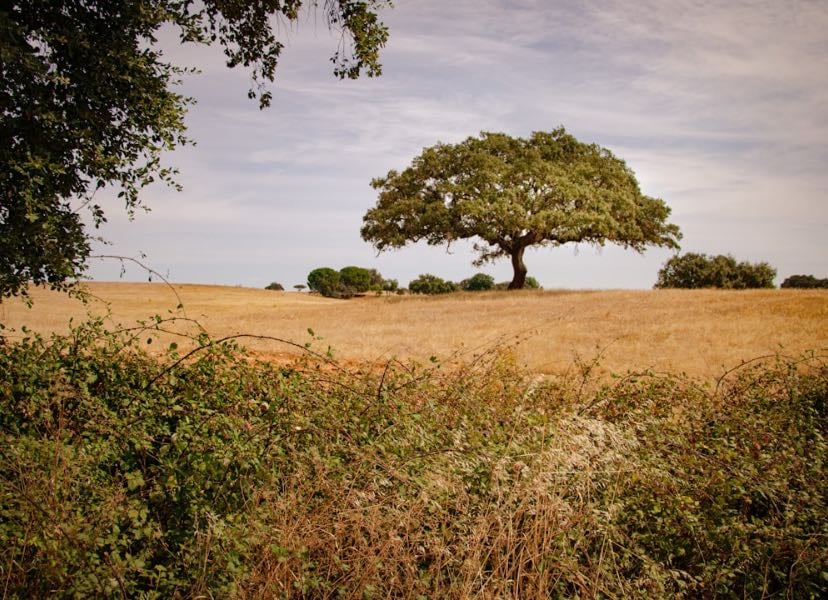 Alentejo