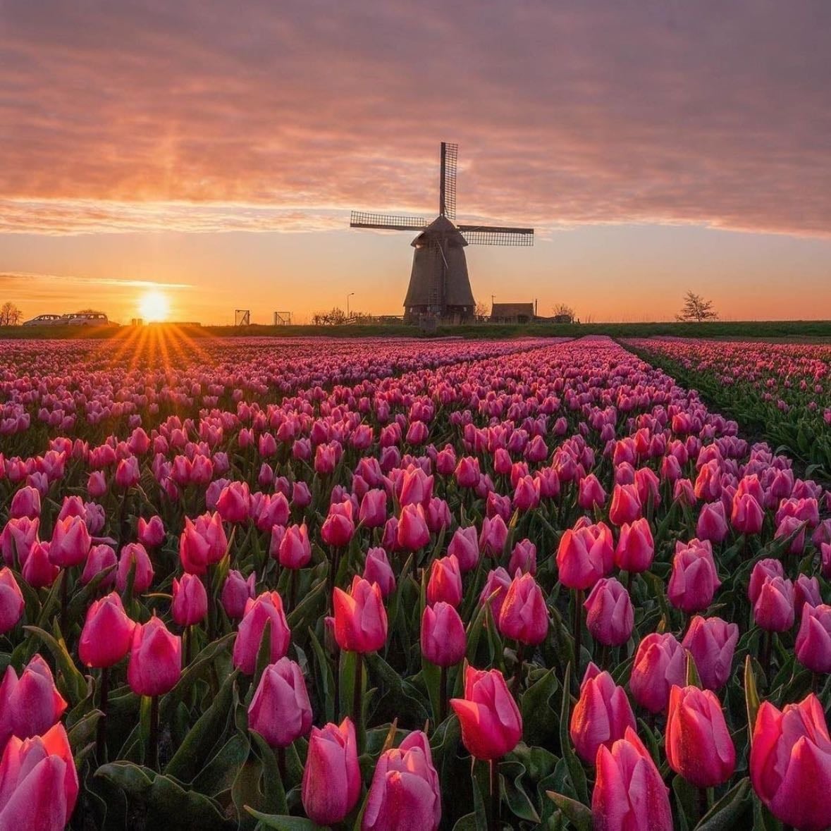 π· Tulip Fields in The Netherlands - Wander through endless colorful blooms and feel like youβre in a real-life fairy taleβ¨π§ββοΈ! Perfect for dreamy photosπΈand peaceful strolls.