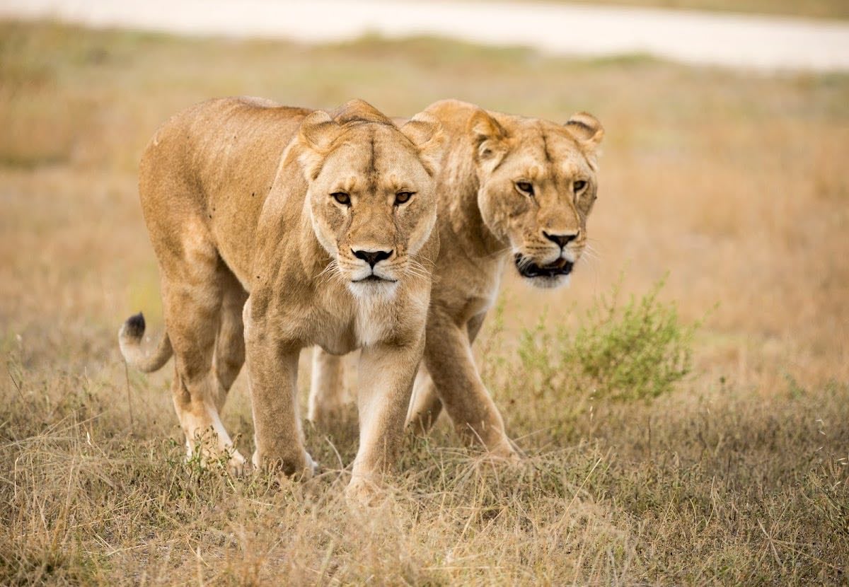 Monarto Safari Park