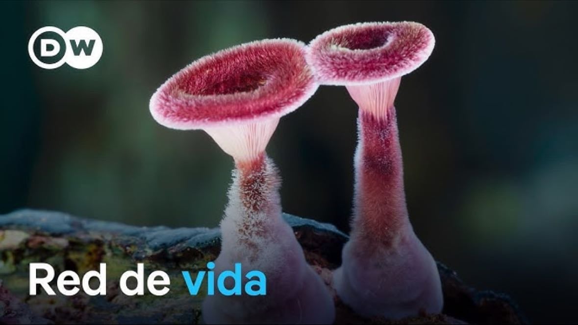 El maravilloso mundo de los hongos - DW | Youtube
