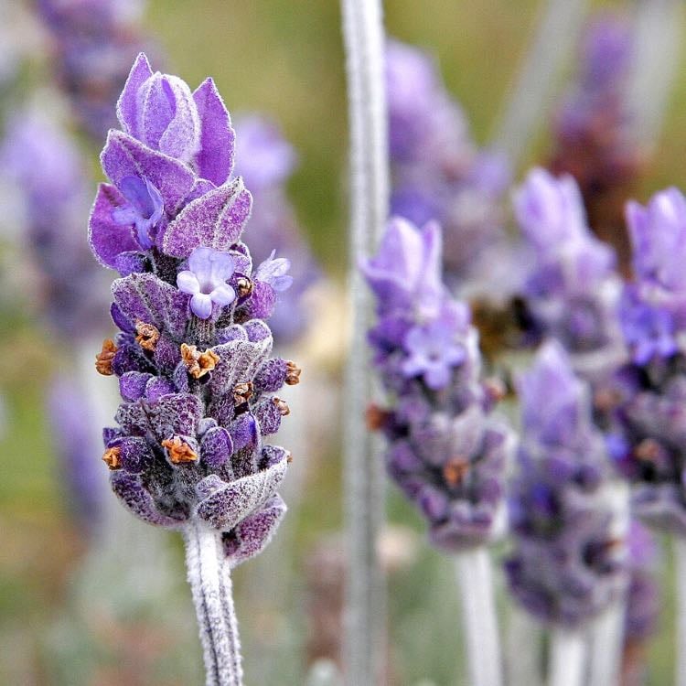 Lavanda