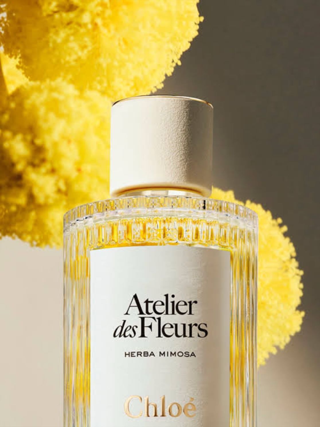 mimosa herba - chloé atelier des fleurs