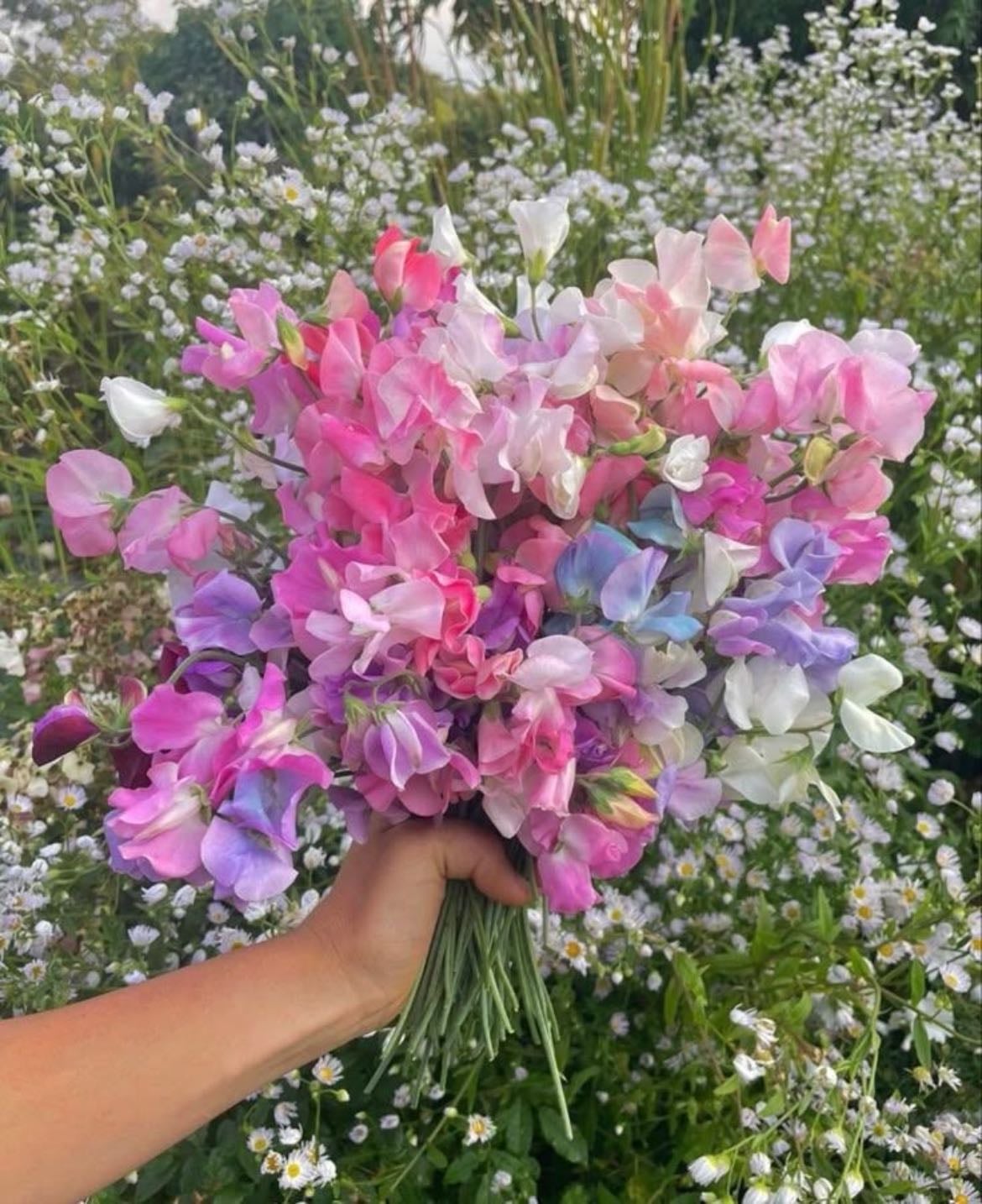 Sweetpeas - Potentially another favourite of grandma’s. My mum often called me sweetpea, I miss it very much.