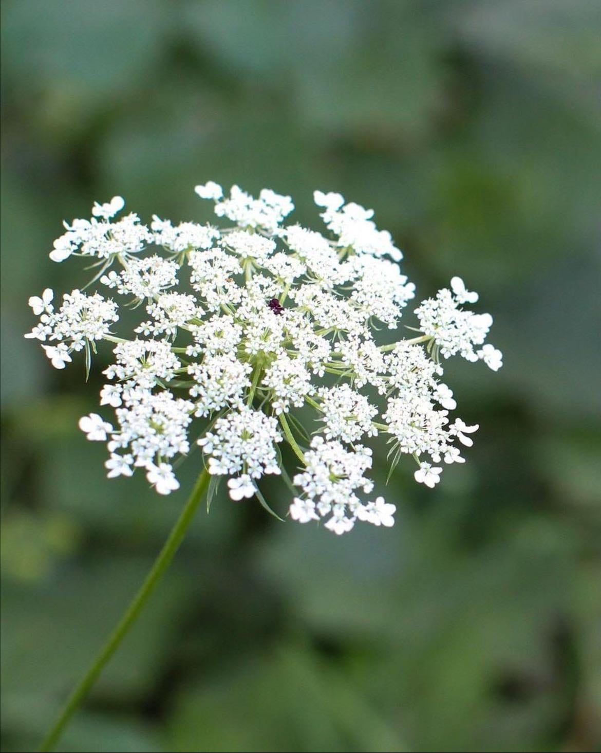 Queen Anne’s lace - I think this was the flower that was in a bouquet mum made for her friend’s birthday. I thought it was stinky.