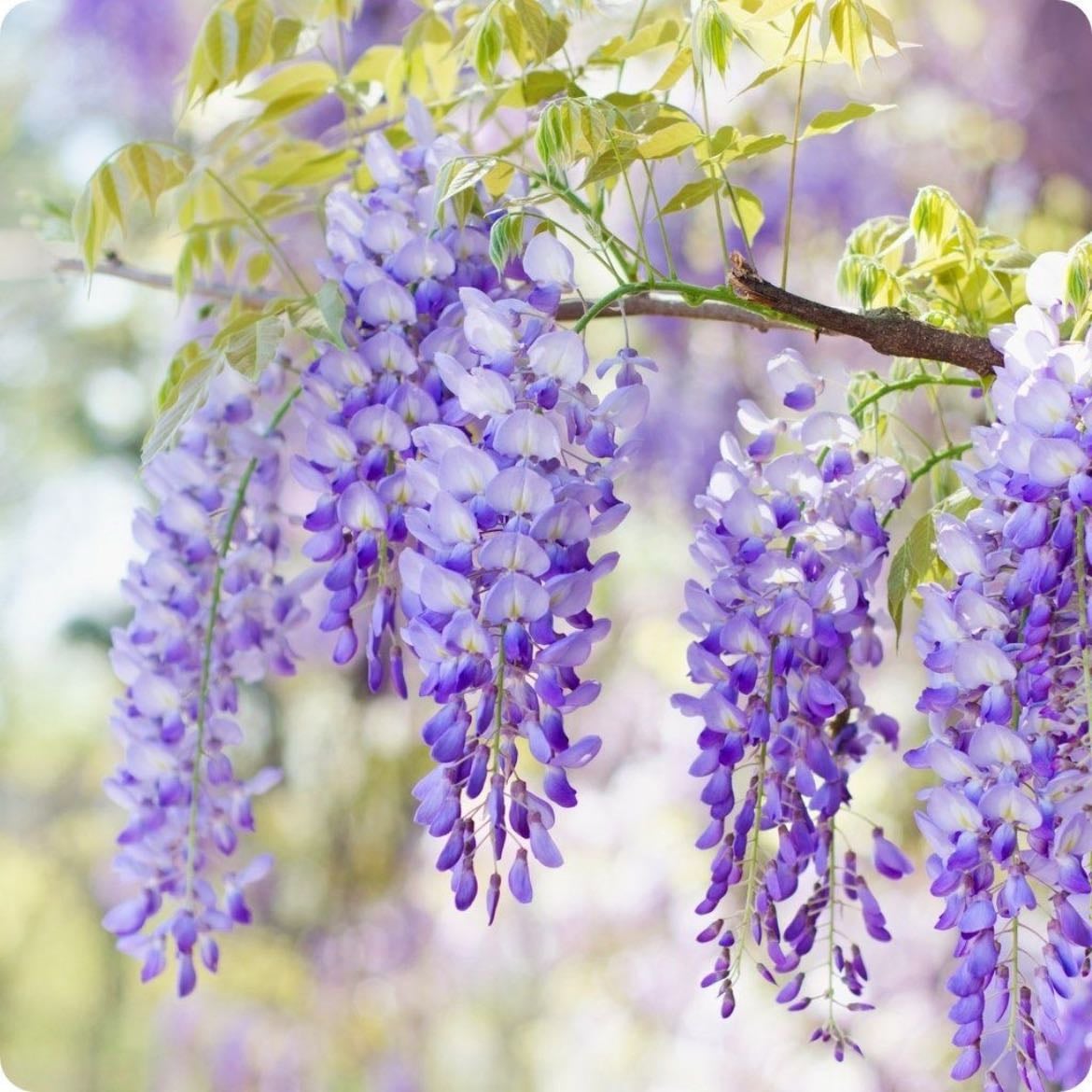 Wisteria - My favourite in the whole garden. I love how they move in the wind and crawl up the porch frame.