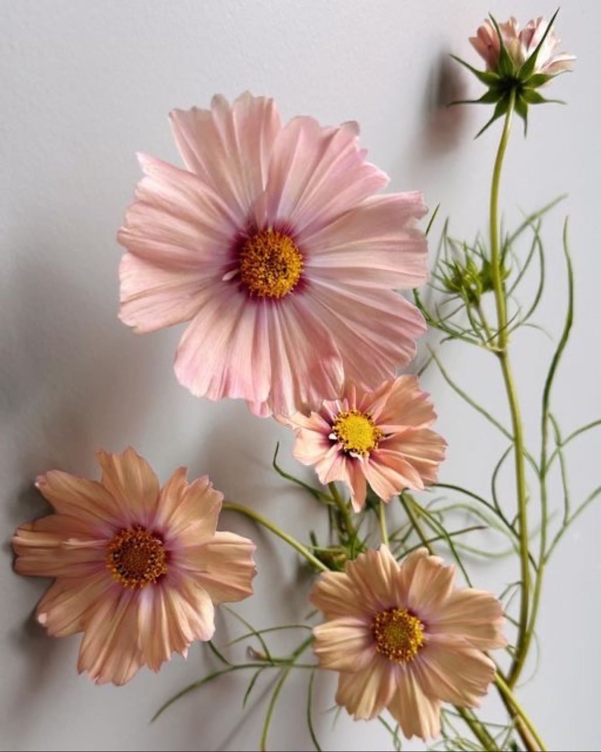Cosmos - While shopping together I asked my mum if we could plant Cosmos on Cosmo’s grave. He was mum’s favourite cat and soulmate.