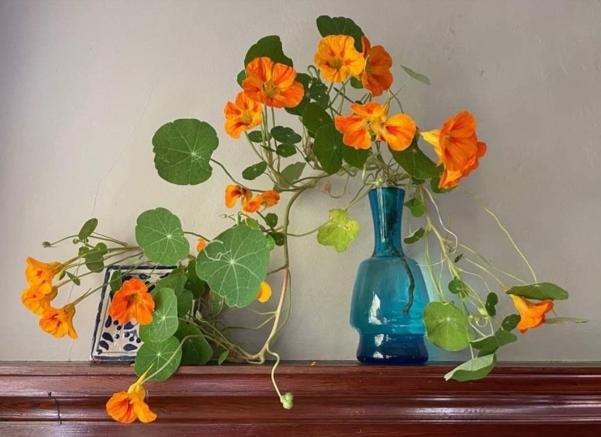 Nasturtiums - Lovely bright colours and edible! Mum put them in salads but I found them too bitter.