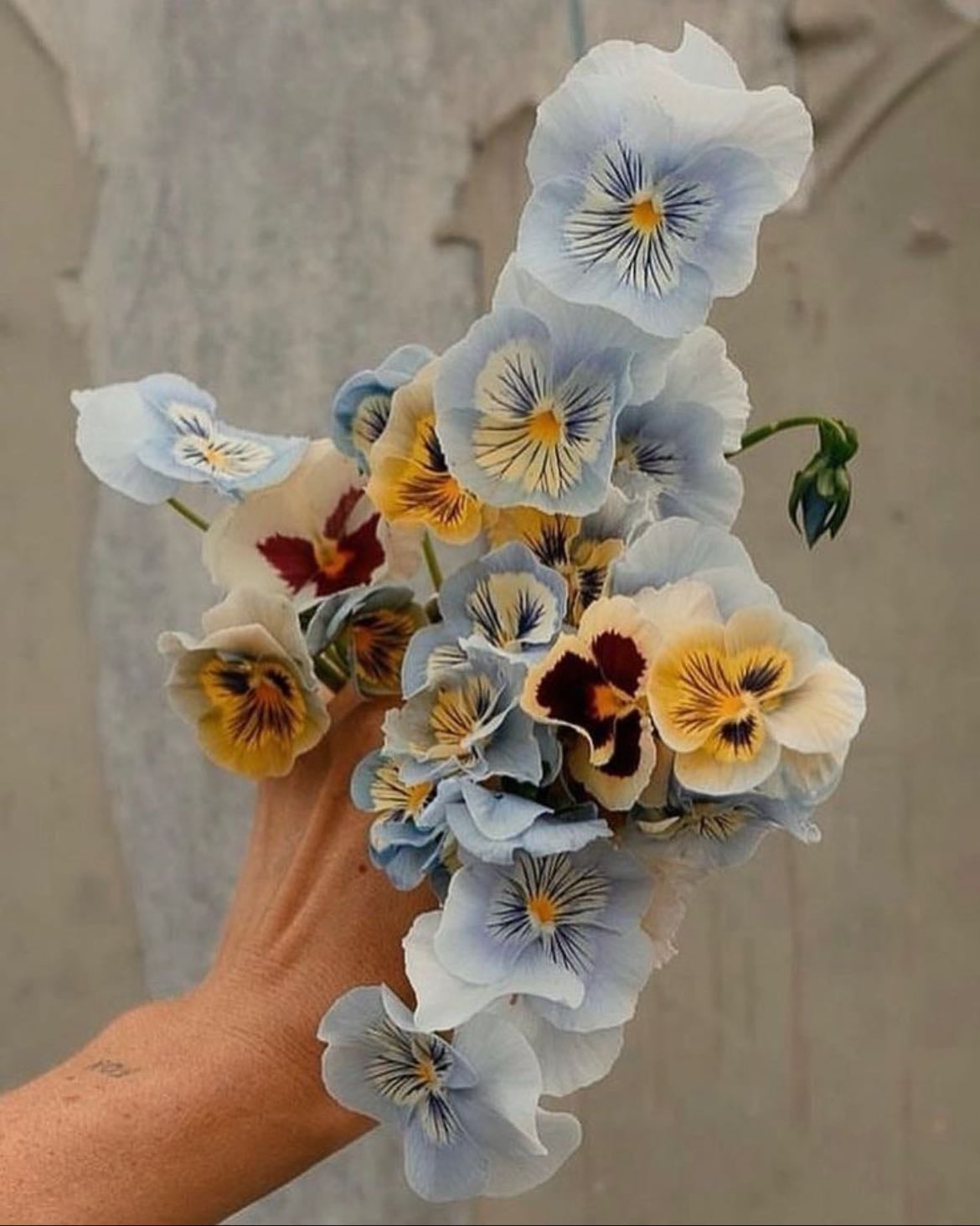 Pansies - Planted by the mint, I always thought they looked like moustached generals.