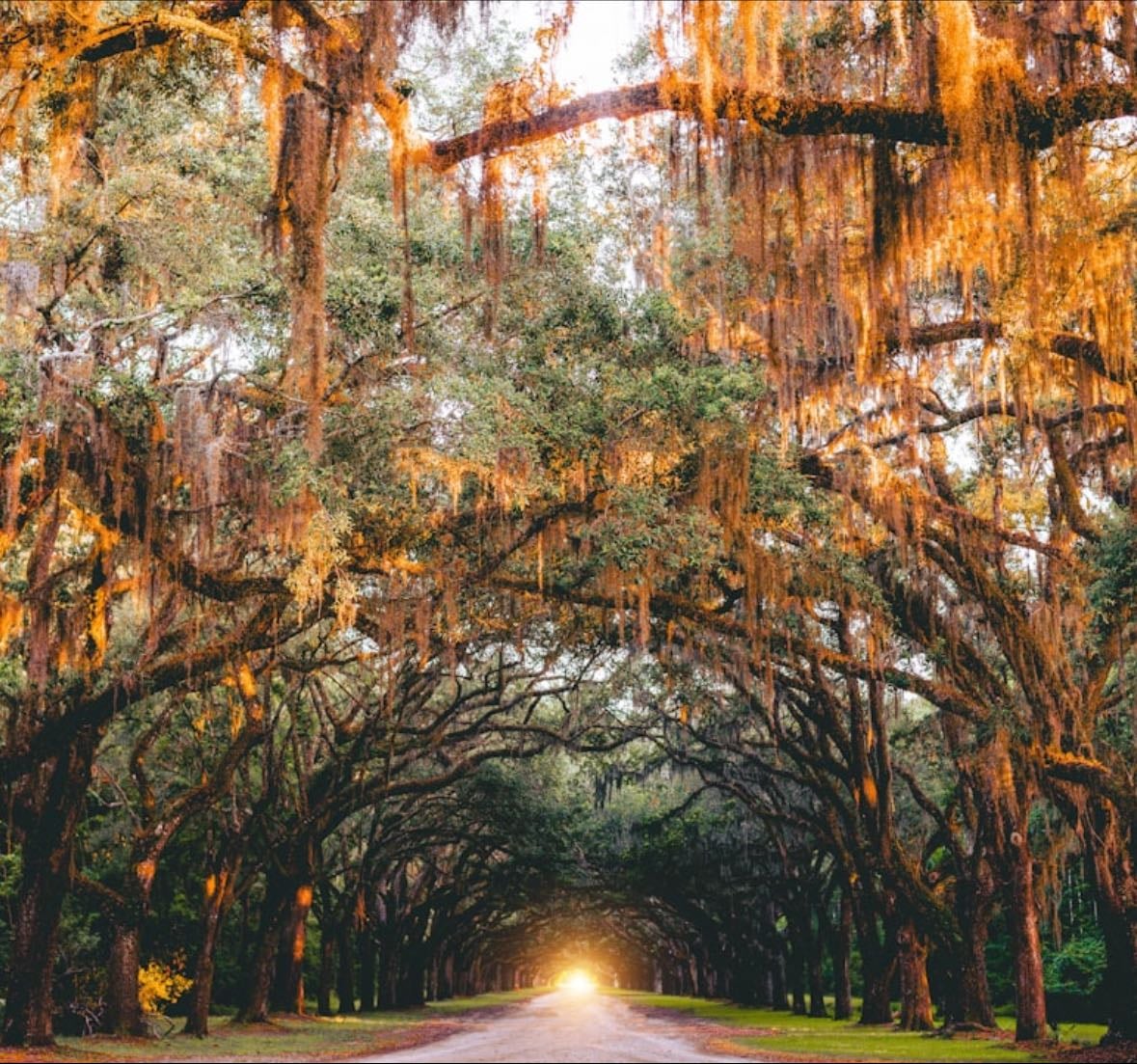 savannah eats
