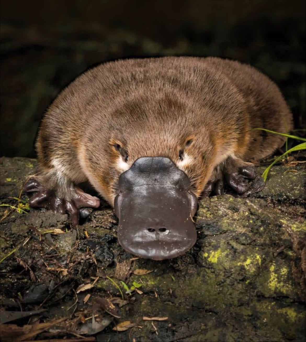 platypus - animal alignment