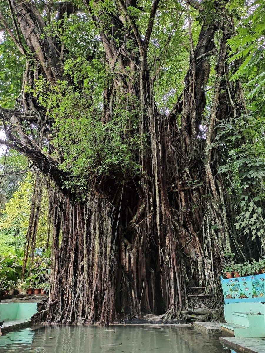 Old Enchanted Balete Tree