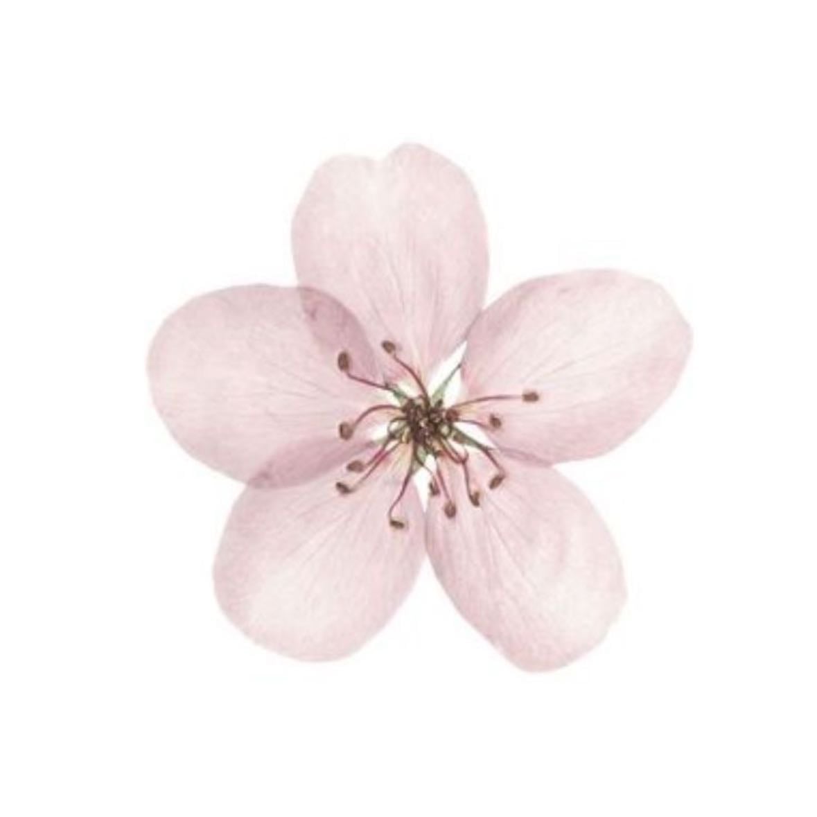 may the flowers remind us why the rain was so necessary. - Senna-Mia Rahner
