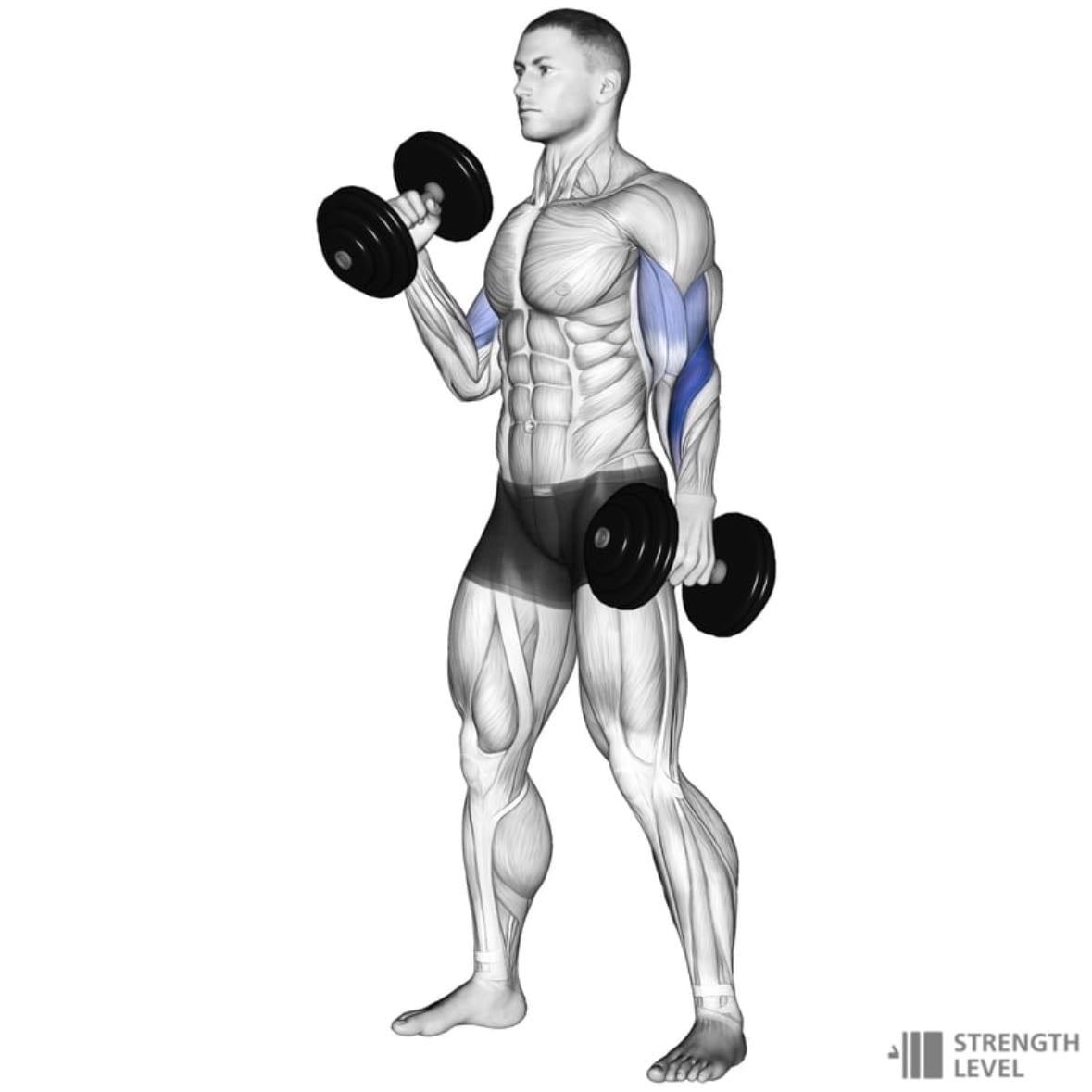 hammer curl - 4x12