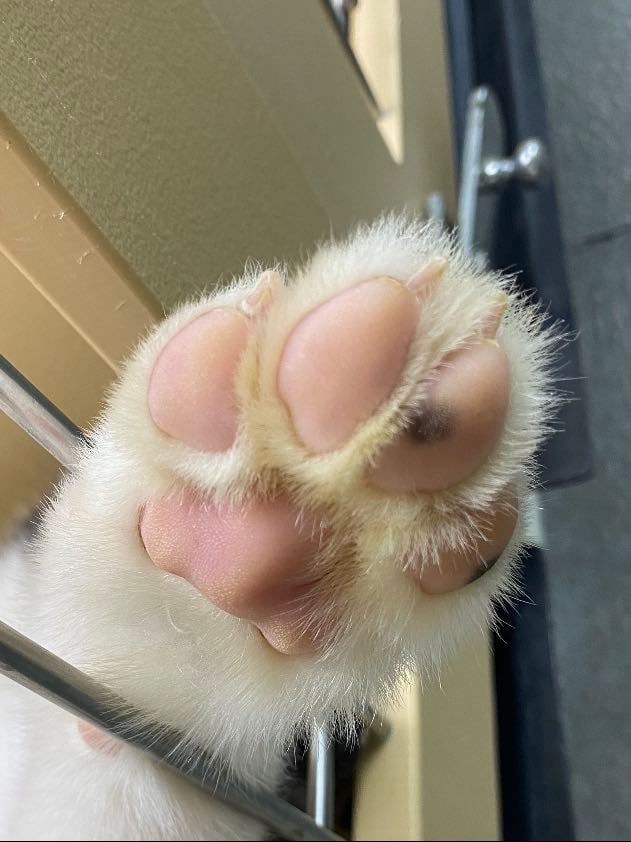 Pets