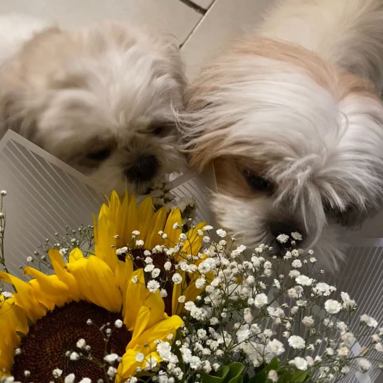 Pet(s)
