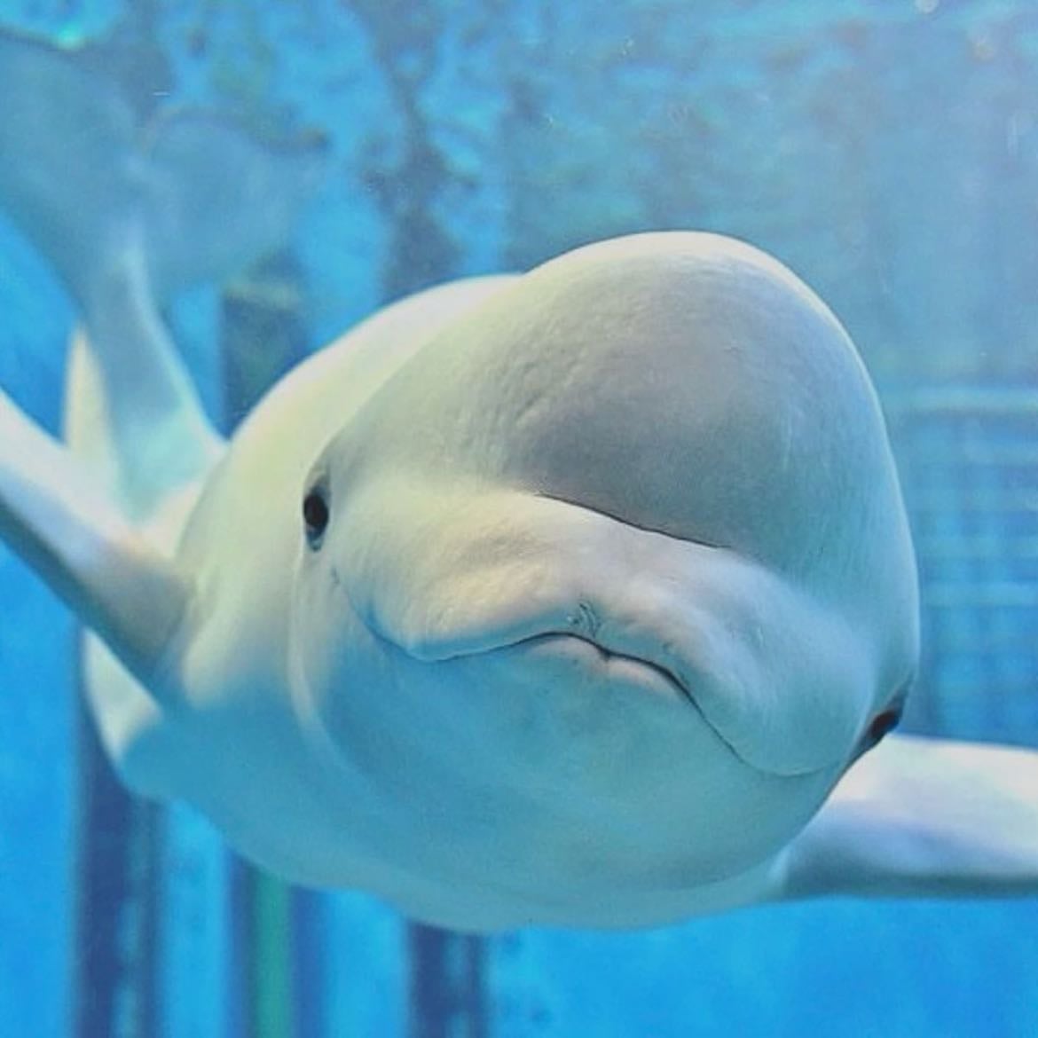 ballenas belugas