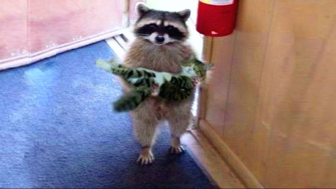 I love raccoons and cats