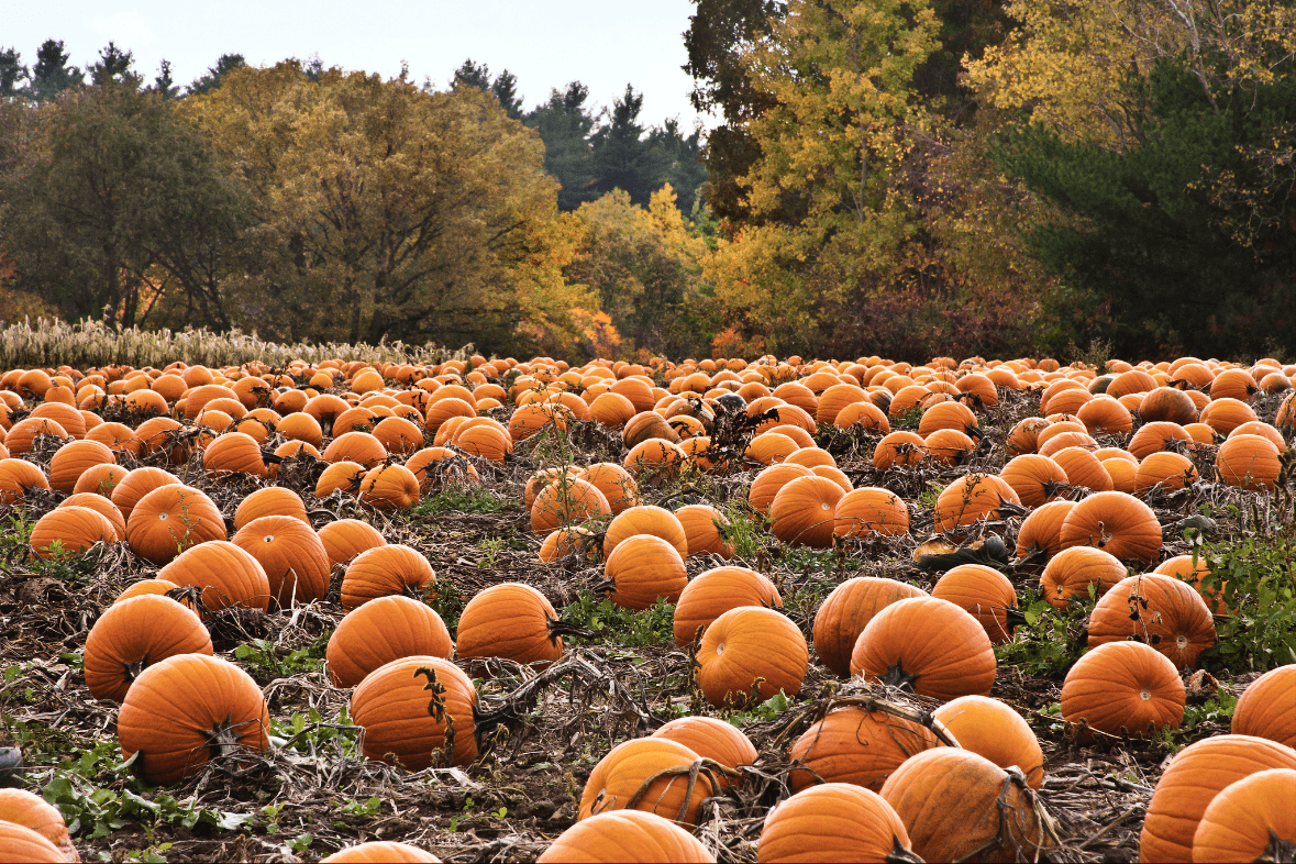 Pumpkin Picking