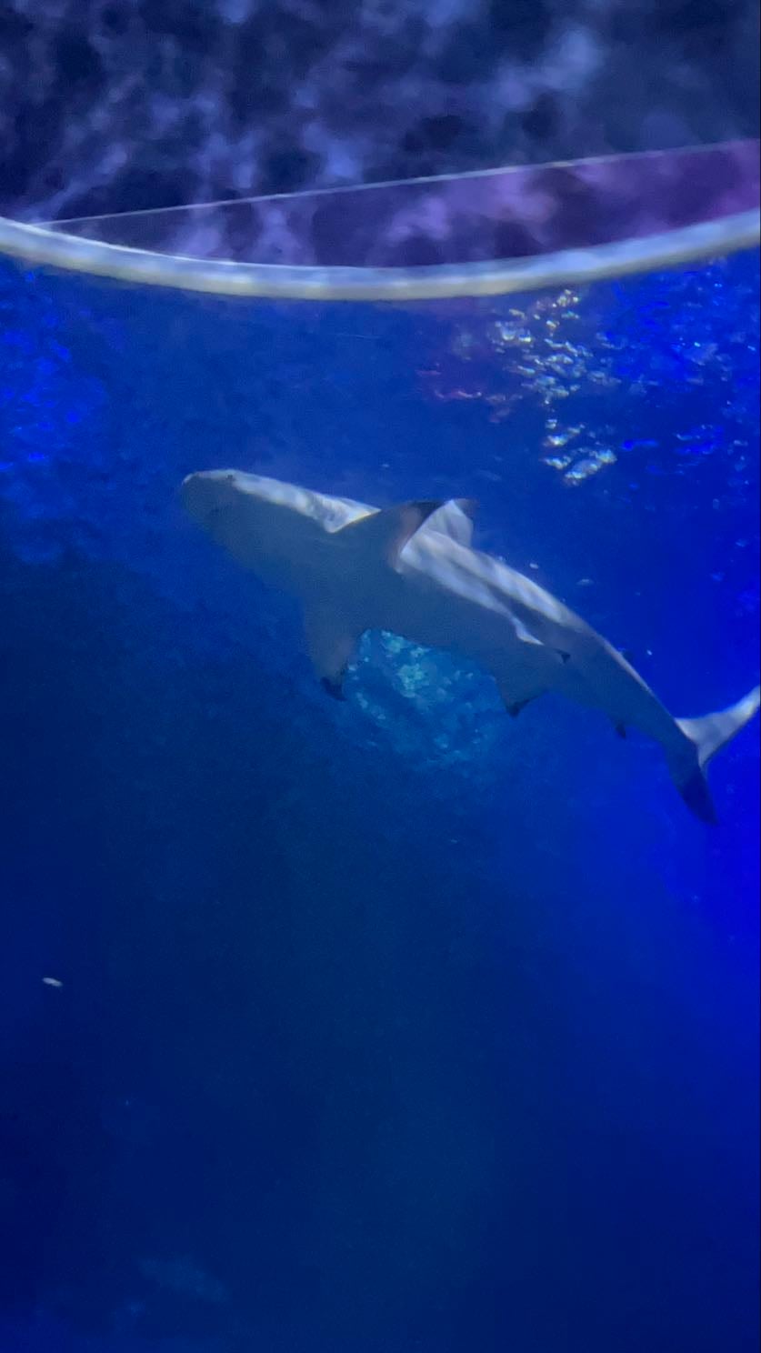 Sea life centre