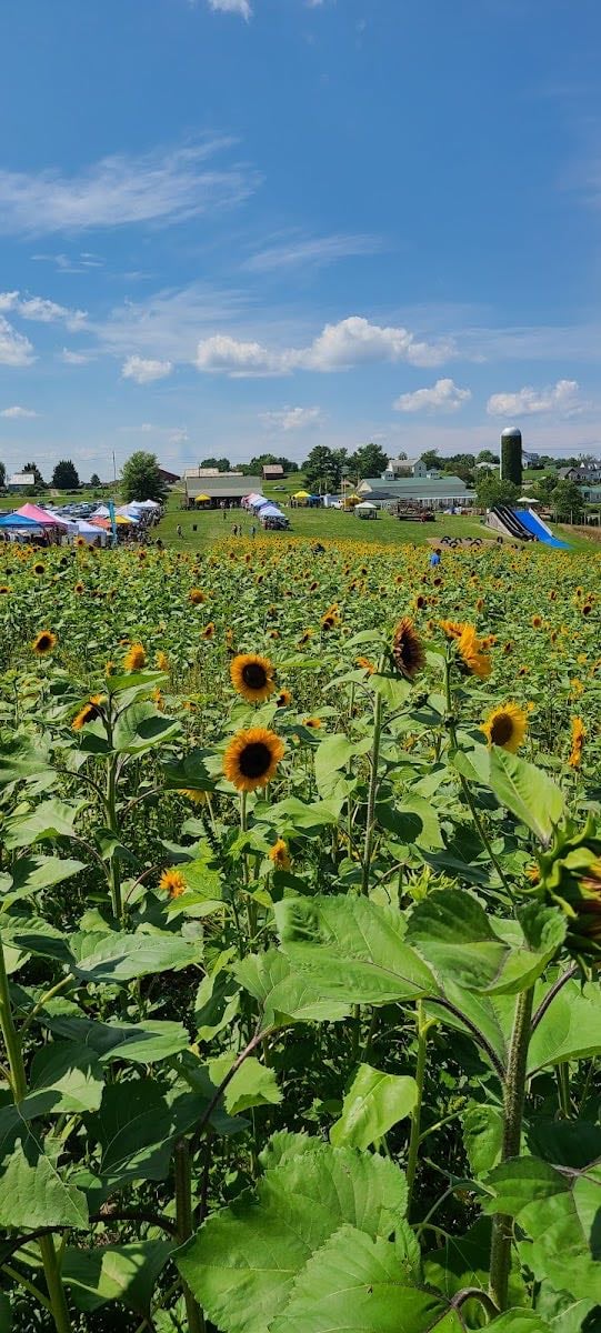 Sinkland Farms