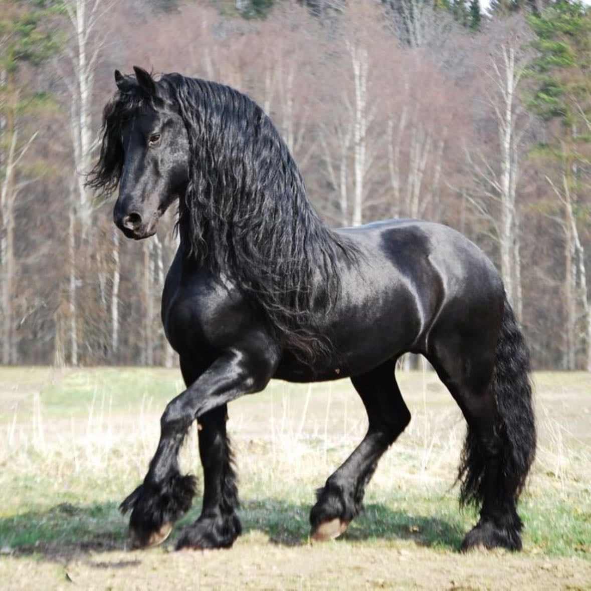 Caballo frison