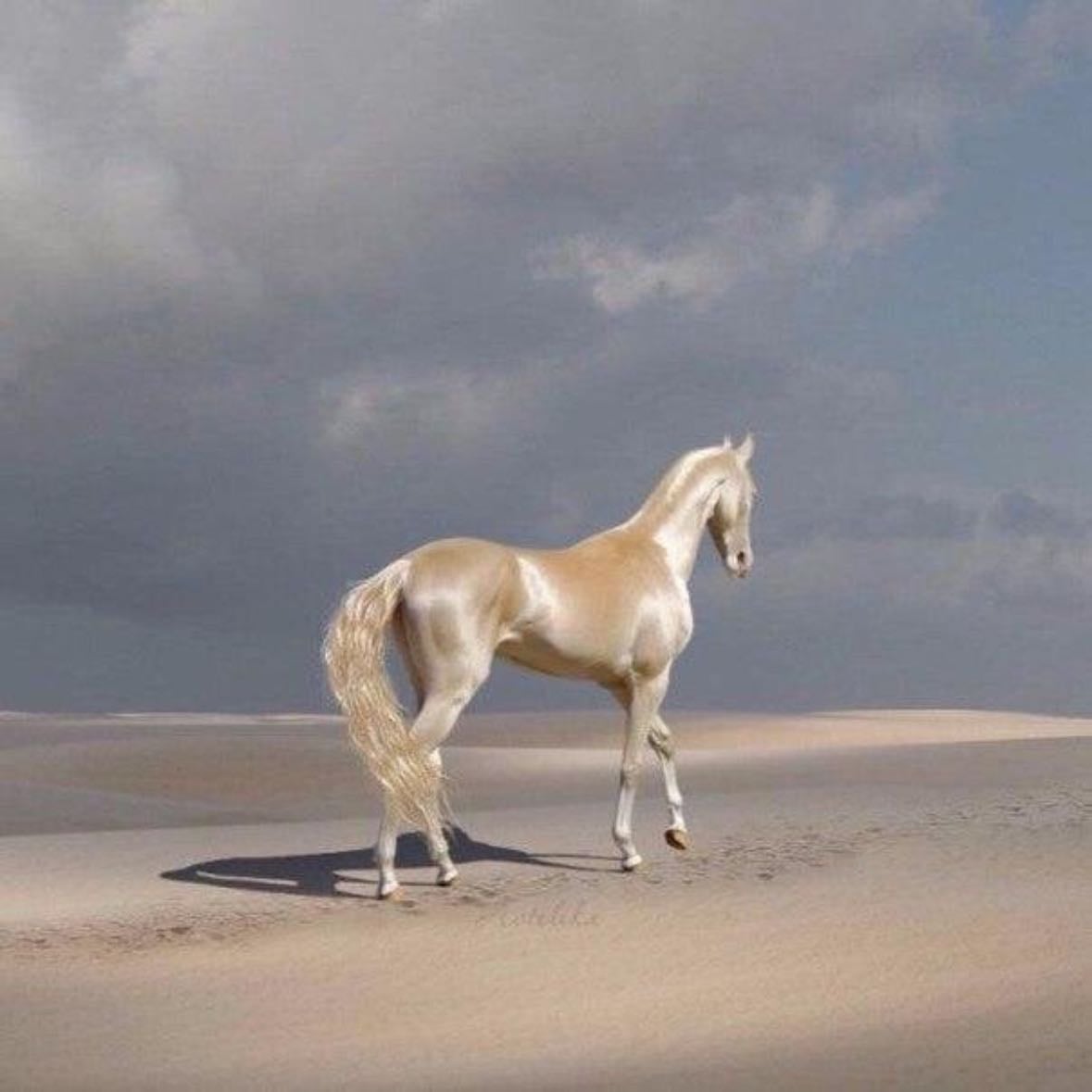 Caballo akhal teke