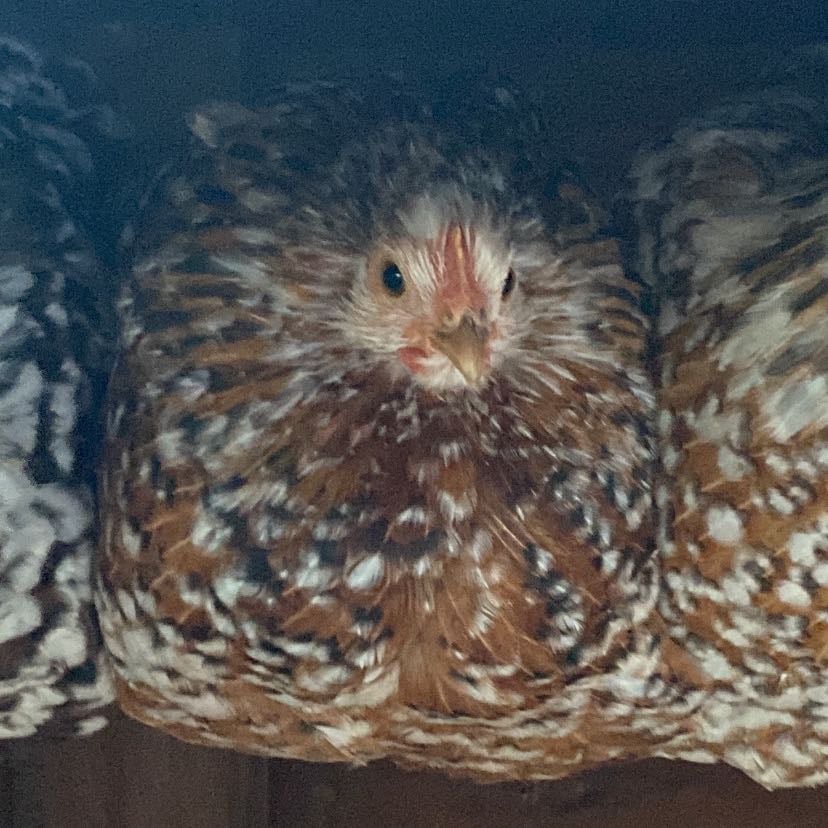 Stella the chicken - Stella hates anything and everything that moves. She’s named after a beer brand and someone from young royals