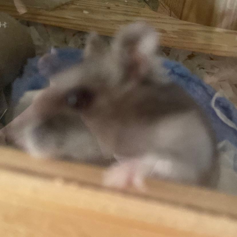 Demon No.1 - My oldest hamster called birdie. She’s about 2 years old and she’s a little devil that enjoys nothing more that to wake me up in the middle of the night by falling off the bars of her cage
