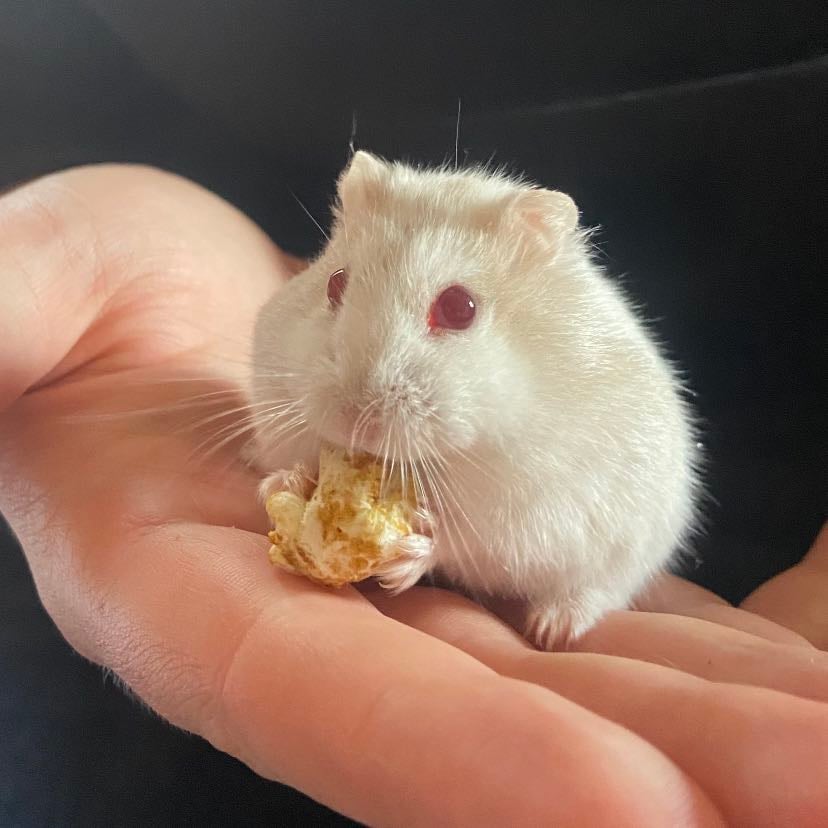 Demon No.2 - My 2nd hamster’s called bean and she’s an absolute angel. I fed her way too much cheese so now she’s on a diet. She also wakes me up in the middle of the night by trying to eat a block of wood