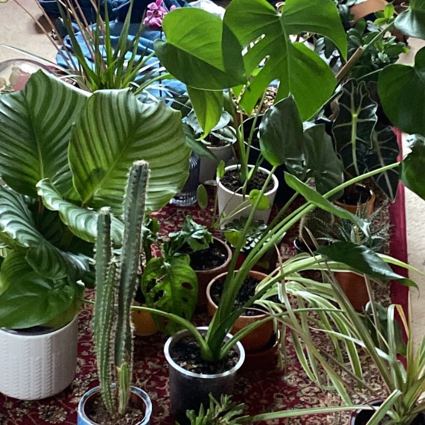Plants - I own about 50000000 plants and I’ve only managed to kill 4 so far