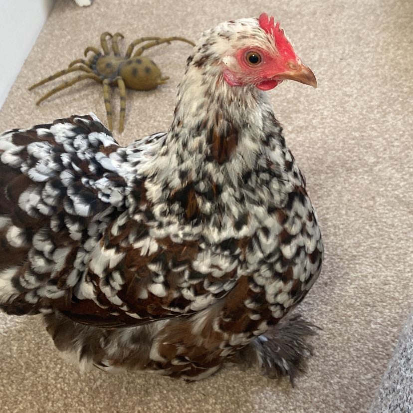 Barbara the chicken - I got her last summer. She loves to eat grass and go into my neighbours gardens.