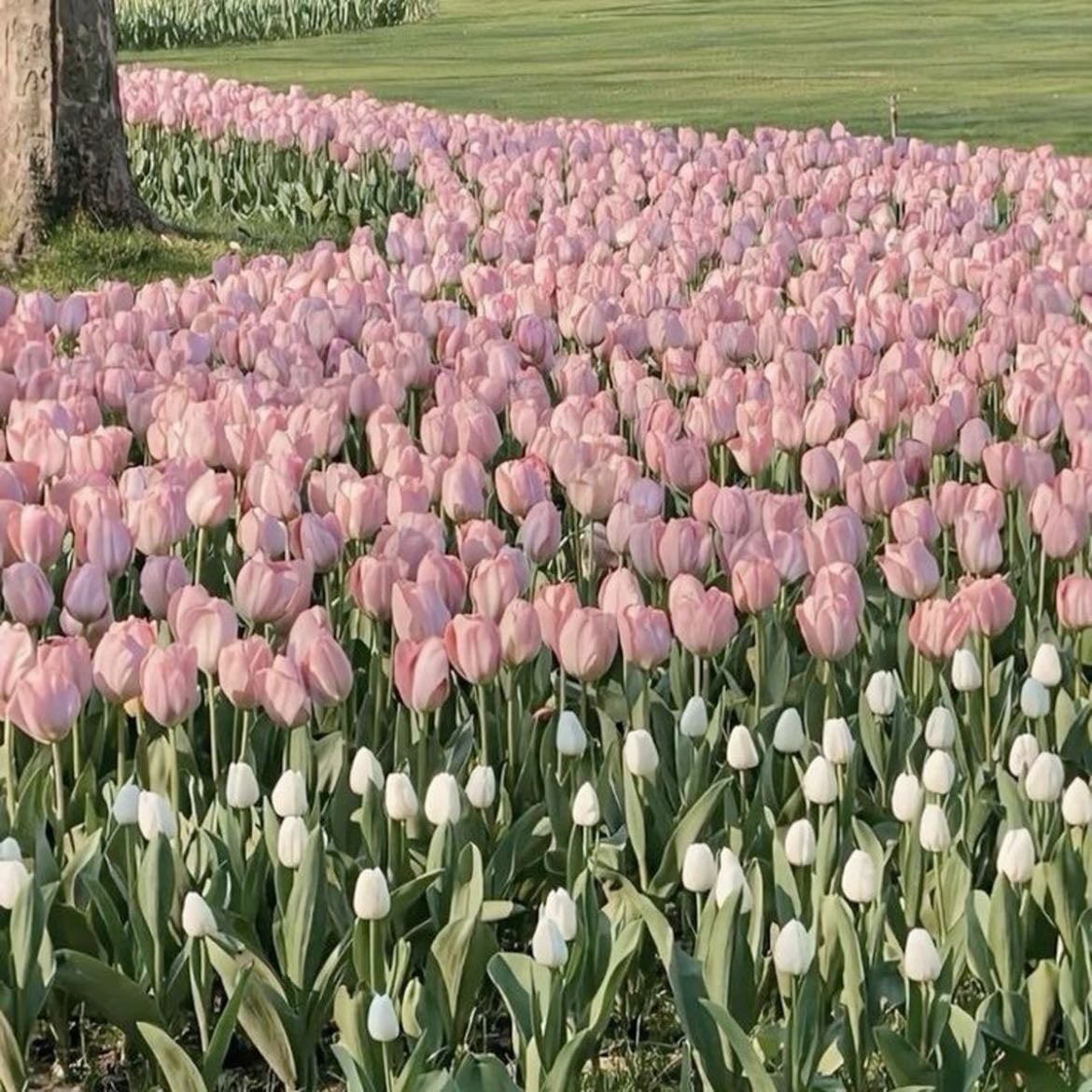 ver el campo de tulipanes - en argentina, chubut