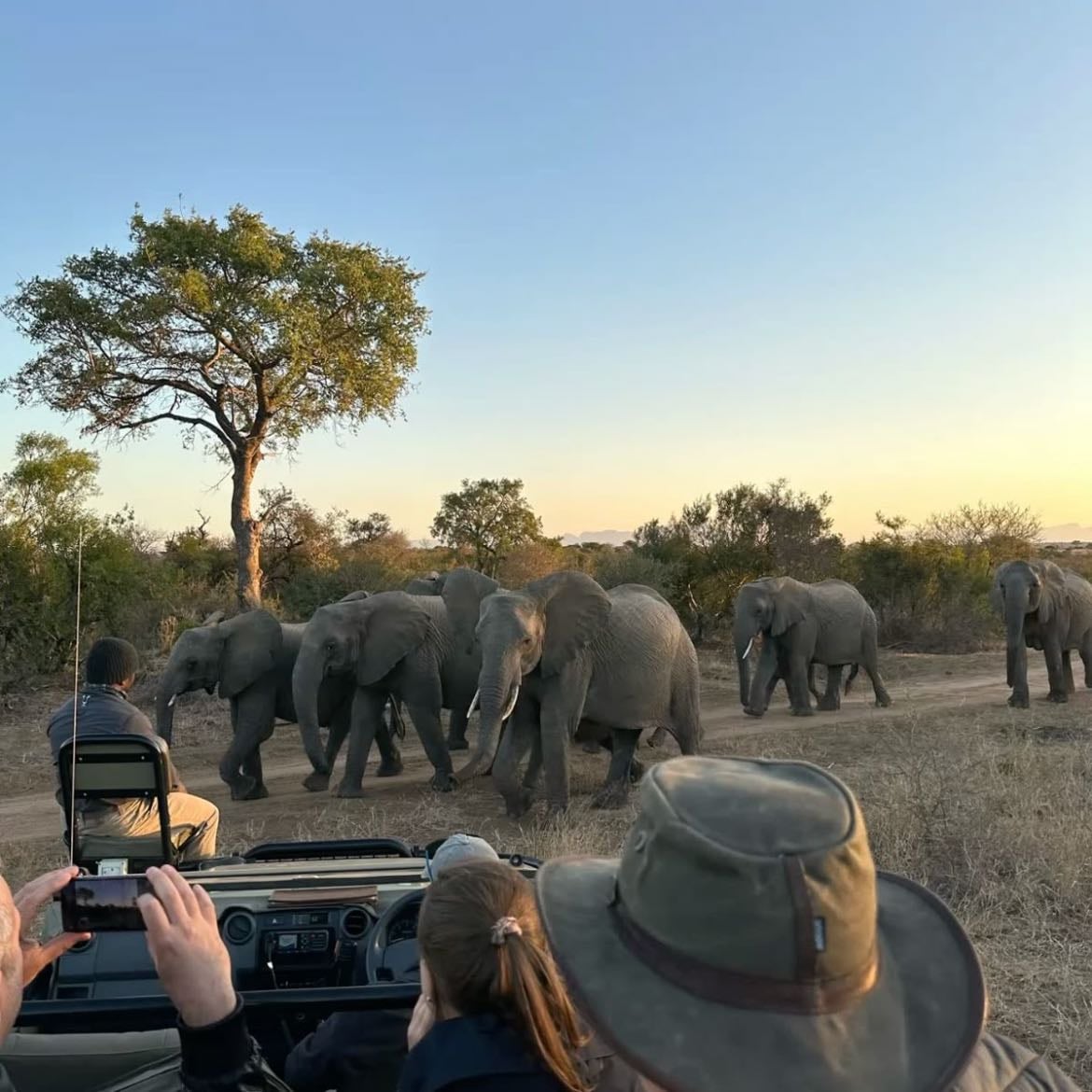 safari - en africa