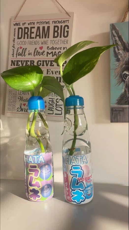 ramune plants