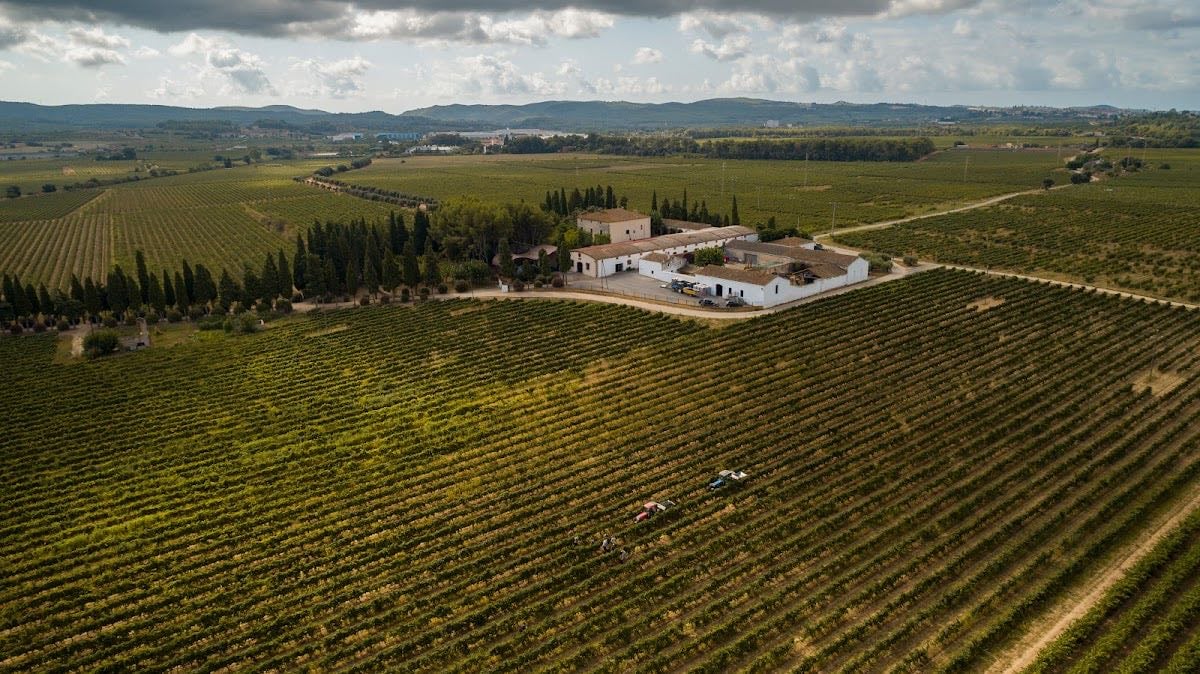 Bodega Oriol Rossell - Wine tasting