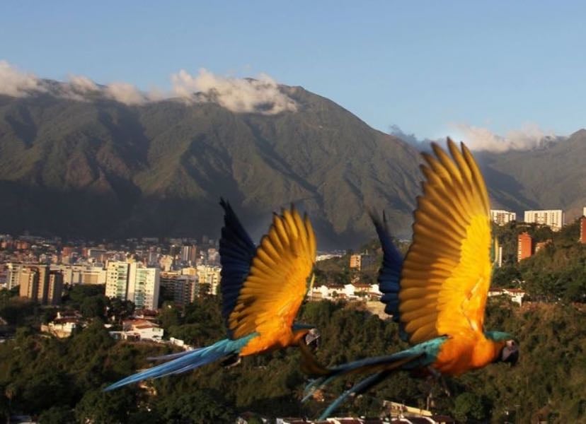 caracas