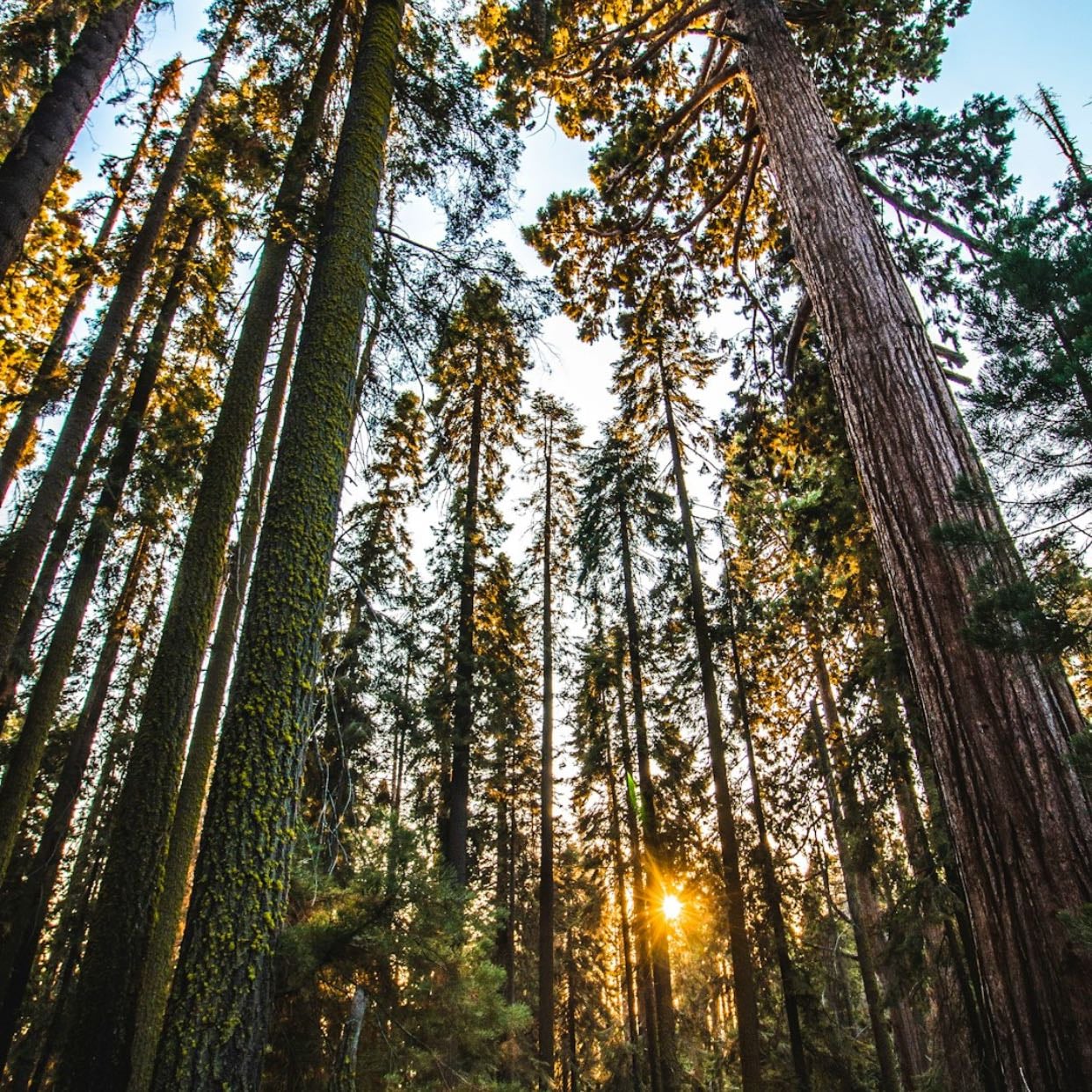 Sequoia National Park