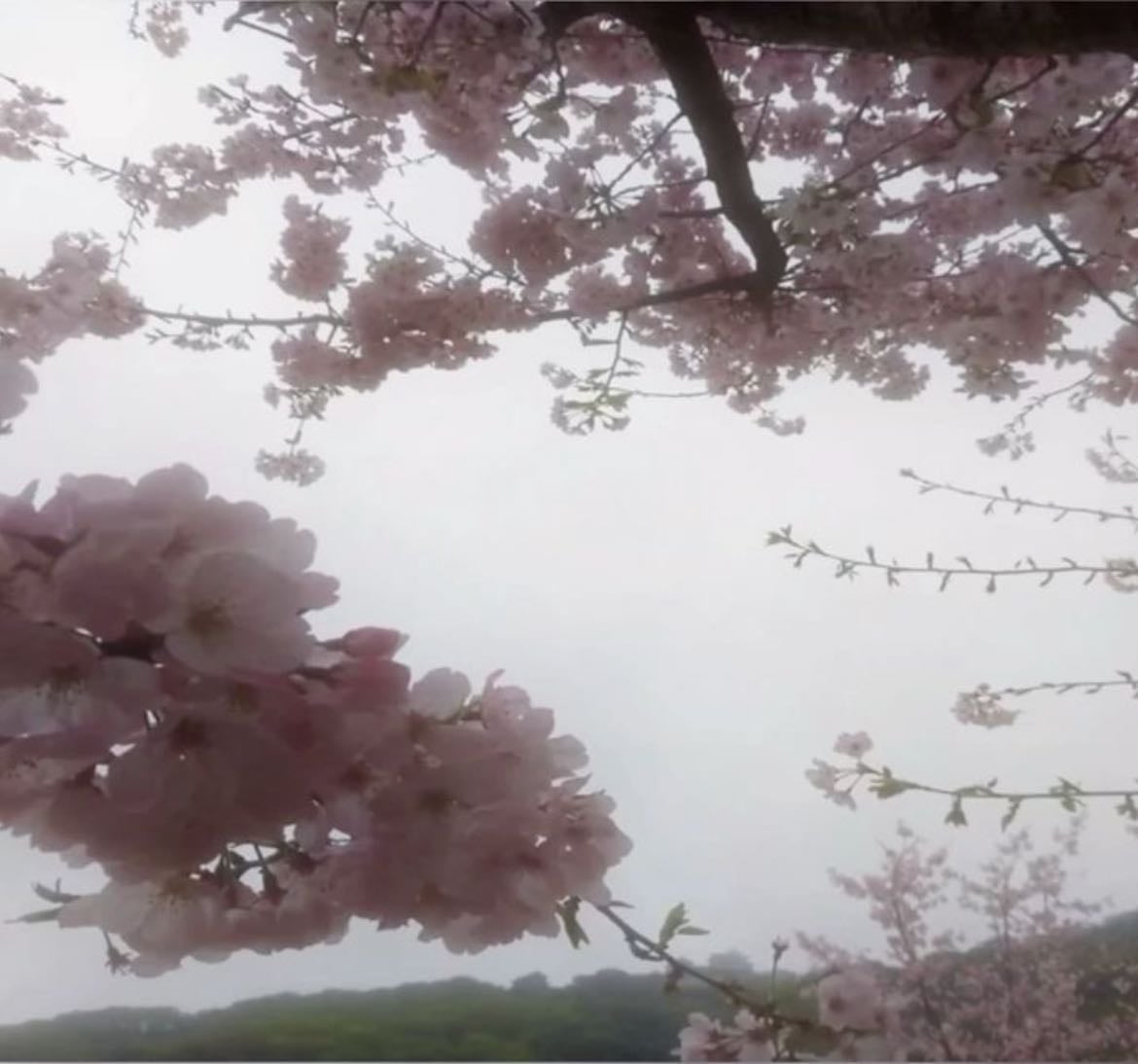 shoujo animes